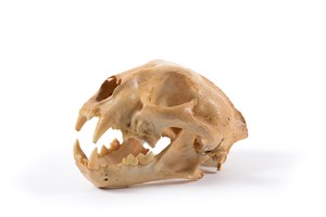 Image description is not available for 2010.4.1